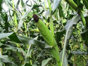 Maize-Farm