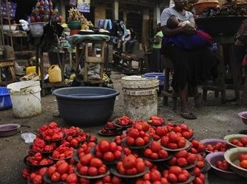 tomatoes