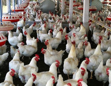 Poultry-farm