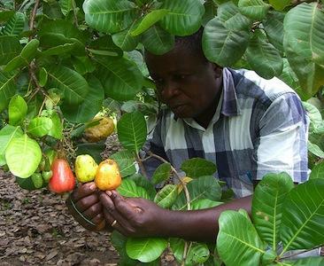 cashew-farmer