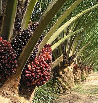 oil palm plantation