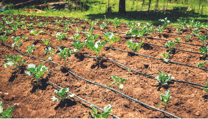 Kogi activates dams, irrigation system to boost food production, power generation