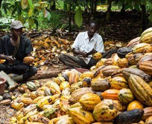Cocoa-production