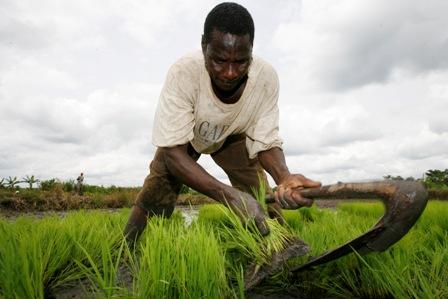 farmer