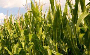 Agriculture