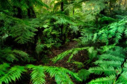forest