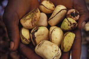 kola-nut-cola-nitida_2
