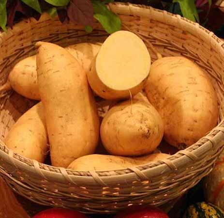 sweet-potato