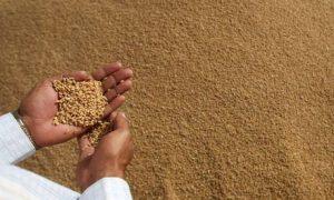Wheat-hands