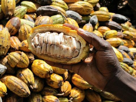 cocoa-seeds