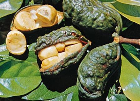 kola_nut2