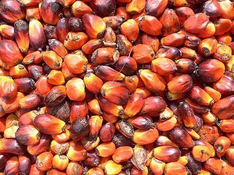 palm-kernels