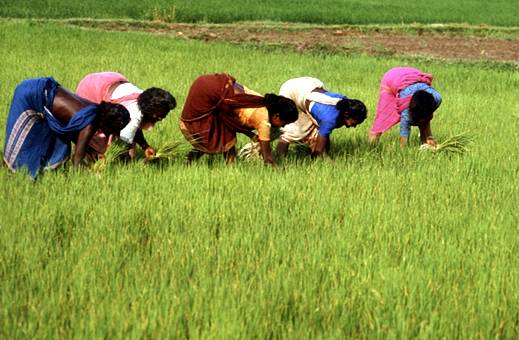 rice-cultivation