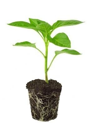 crop-seedling
