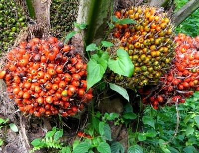 palm-oil