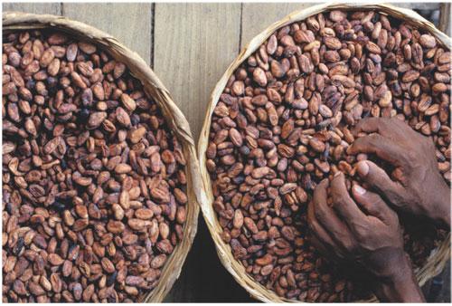 cocoa