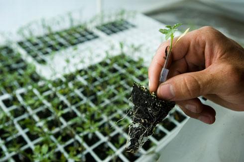 agriculture-research