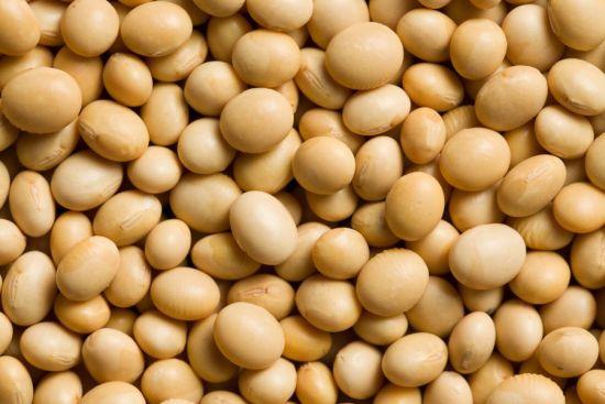 Soyabean