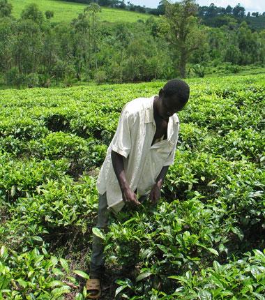 Tea-farmer