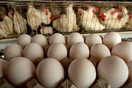 egg-production 