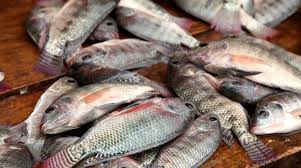 fish