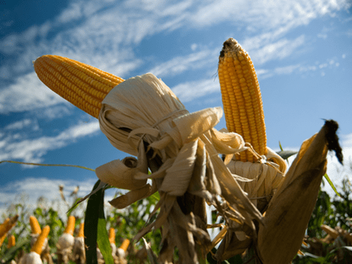 maize-crop