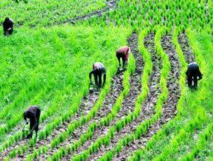 farmers_working_on_a_rice_farm_3
