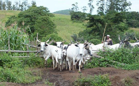 ranches-herdsmen