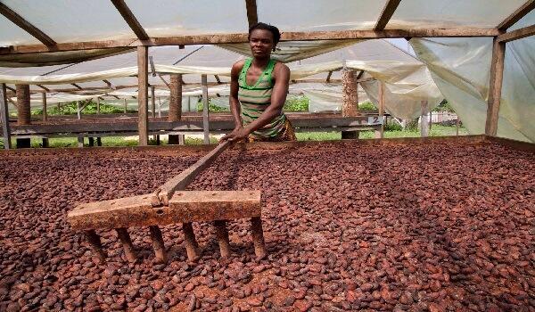 cocoa-production