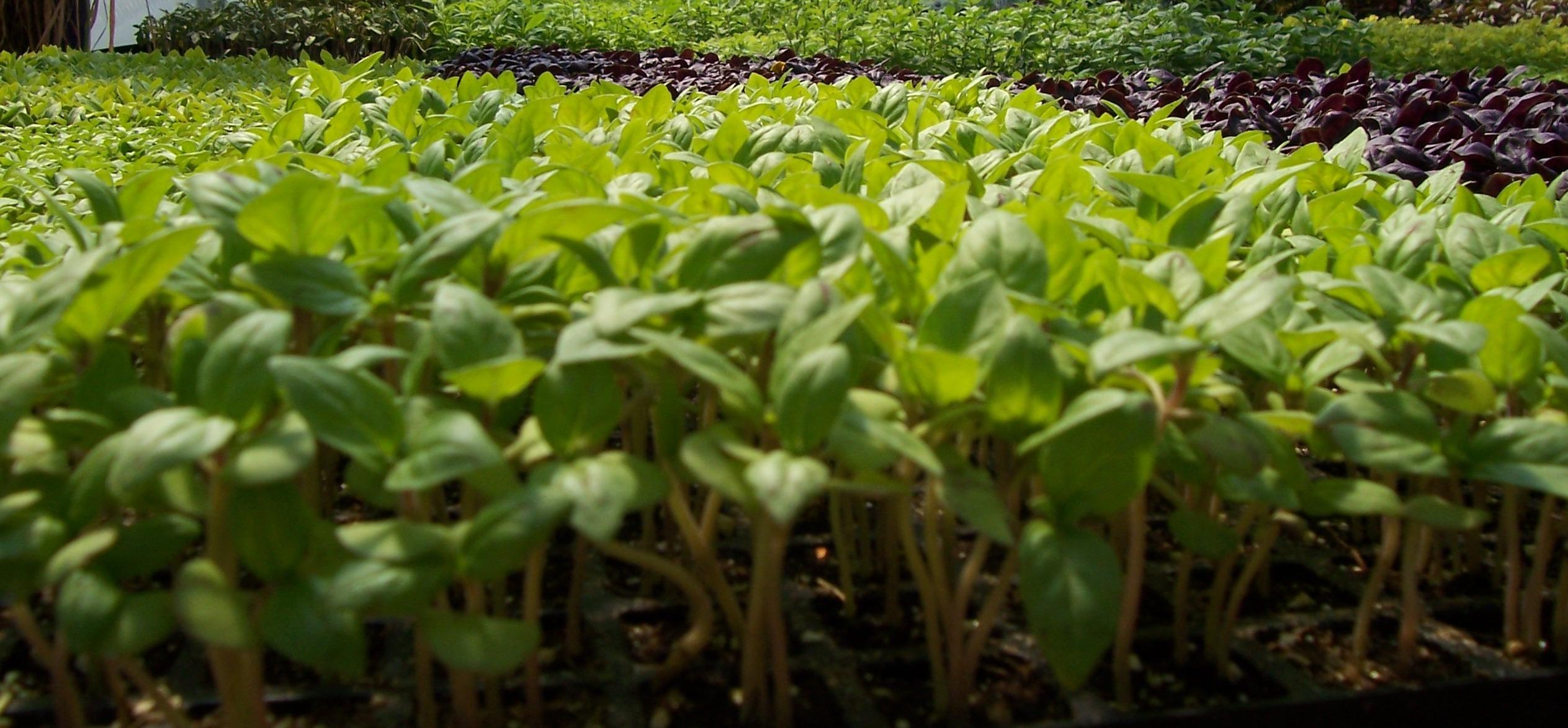 seedlings