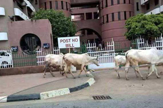 cattle-abuja
