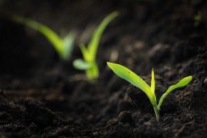 farming-africa