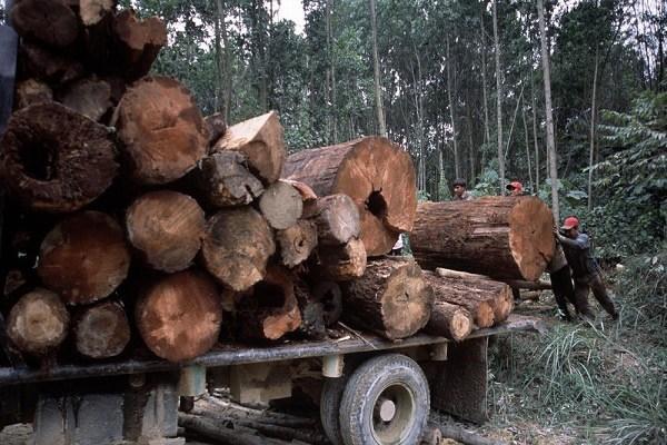 Illegal Timber Log