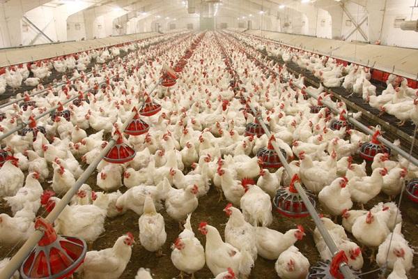 Poultry