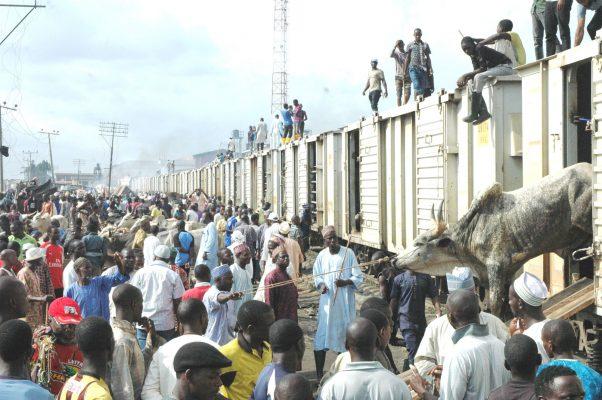 cattle transport