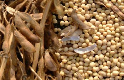 Soybean