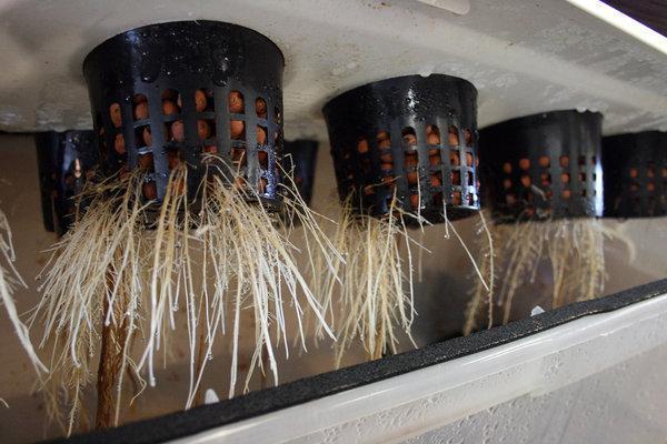 aeroponics_project___roots_by_marcynuk-d37968y
