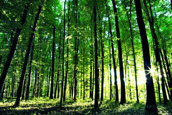 forests