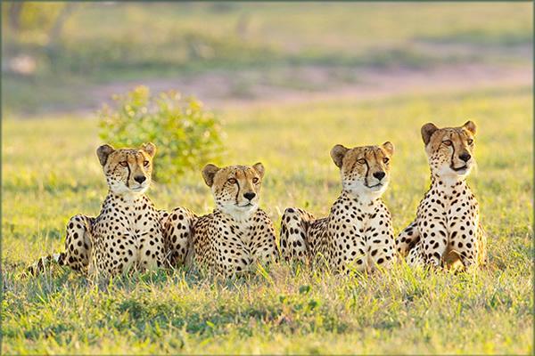 wildlife_nature_06