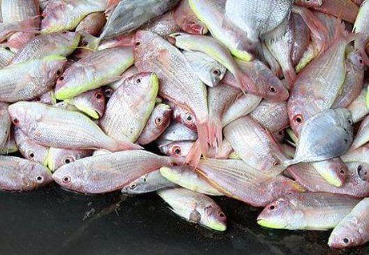 fish