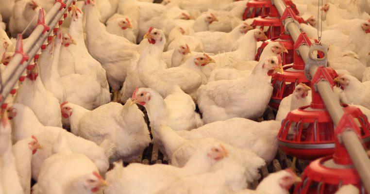 poultry