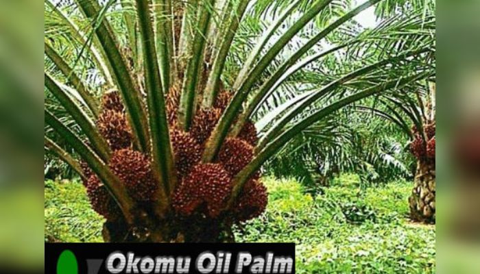Okomu Oil Palm: Another rewarding year for investors