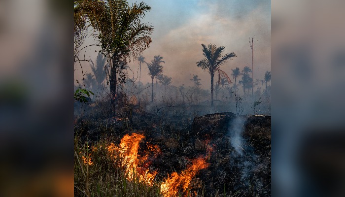 ‘Deforestation threatens medicinal plant existence’