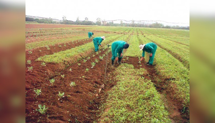 Herdsmen kill two FADAMA III farmers in Kogi