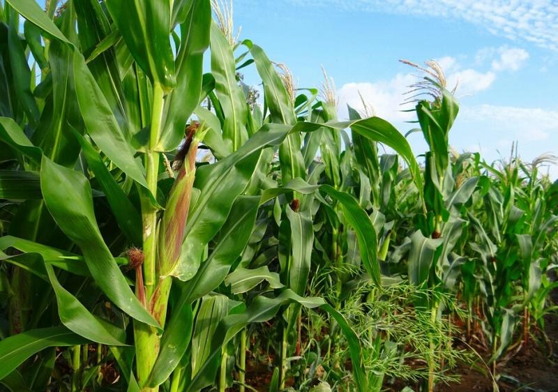 maize