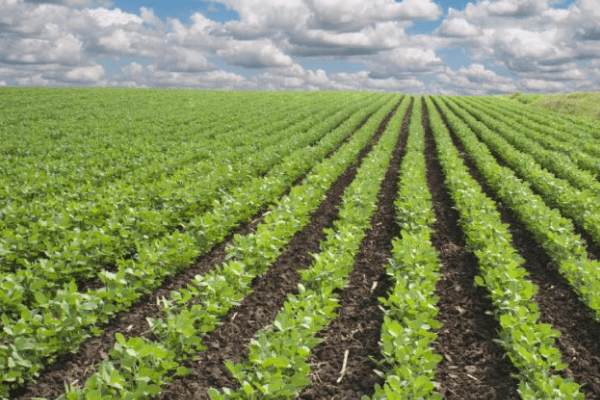 Need to channel agric interventions to mechanisation