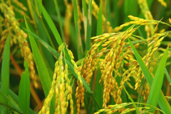 Rice farming at the ‘Point of No Return’
