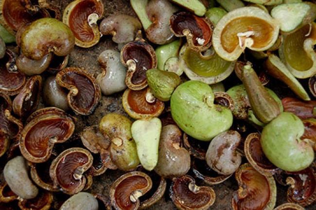 cashew shell nut