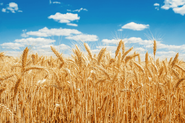 Funding models helping grain growers secure market
