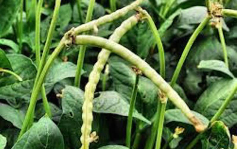 Cowpea (1)